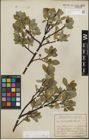 Foto von Salix glabra Scop.